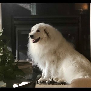 Meet your Posher, Joanne